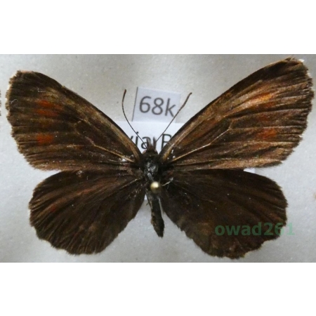 Erebia euryale (Esper, 1805) male Górówka euriala Czech68k